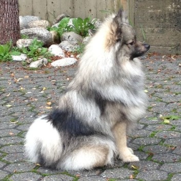 Mittelspitz Neppi von der Rosteige mit einem Jahr