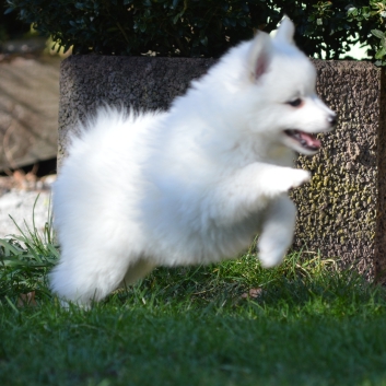 Mittelspitz Rocky von der Rosteige mit 7 Wochen 03