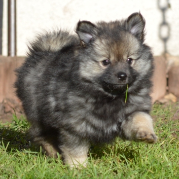 Mittelspitz Shadow Sunny von der Rosteige mit 7 Wochen 01