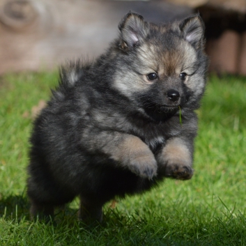 Mittelspitz Shadow Sunny von der Rosteige mit 7 Wochen 02