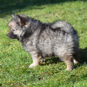 Mittelspitz Shadow Sunny von der Rosteige mit 7 Wochen 04