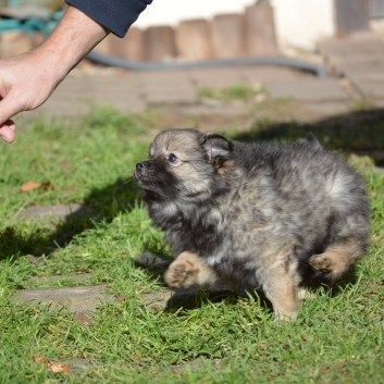 Mittelspitz Shadow Sunny von der Rosteige mit 7 Wochen 05