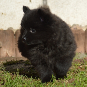 Mittelspitz Sissi Malu von der Rosteige mit 7 Wochen 01