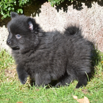 Mittelspitz Stella von der Rosteige mit 7 Wochen 05