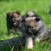 Mittelspitz vom B-Wurf von der Rosteige 8 Wochen