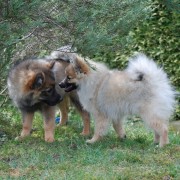 Mittelspitze Kikki und Krmel von der Rosteige in der Welpenspielstunde 2 - 2011