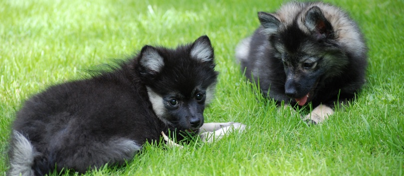 Mittelspitze Mira und Midnight von der Rosssteige im neuem Zuhause 01