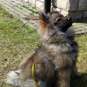 Mittelspitze Shadow Sunny von der Rosteige - Fruehjahr 2015 - 01