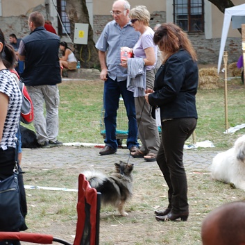 Mittelspitze von der Rosteige auf der CACIB 2011 Targu Mures in Rumnien 28