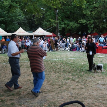 Mittelspitze von der Rosteige auf der CACIB 2011 Targu Mures in Rumnien 30