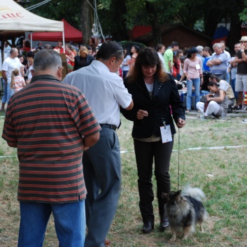 Mittelspitze von der Rosteige auf der CACIB 2011 Targu Mures in Rumnien 31