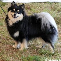 Mittelspitzr�de Ivo Wunjo von Jaluk Aurora- Galeriebild