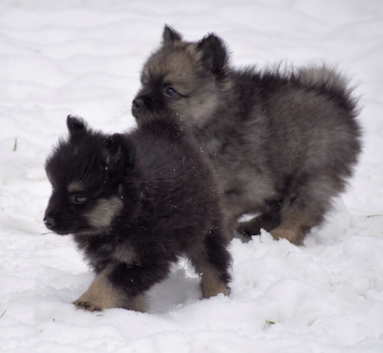 Mittelspitzwelpe - Tag 53 Buben - 02