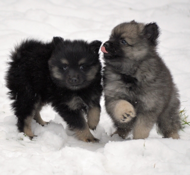 Mittelspitzwelpe - Tag 53 Buben - 03