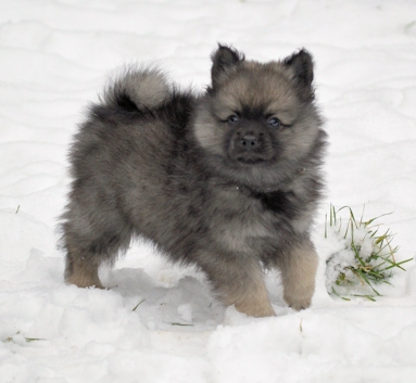 Mittelspitzwelpe - Tag 53 Jackob - 01