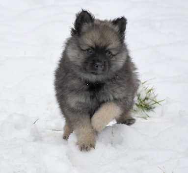 Mittelspitzwelpe - Tag 53 Jackob - 02