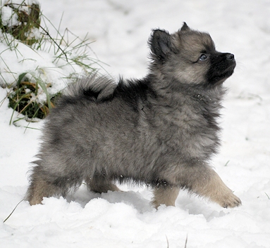 Mittelspitzwelpe - Tag 53 Jackob - 03