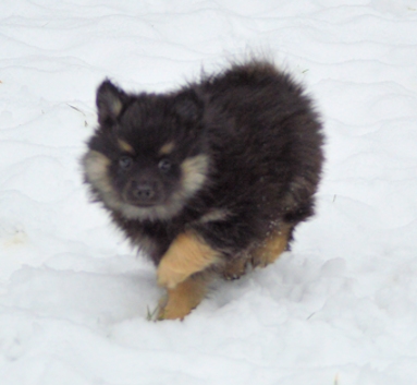 Mittelspitzwelpe - Tag 53 Jacky - 01