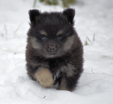 Mittelspitzwelpe - Tag 53 Joey - 03