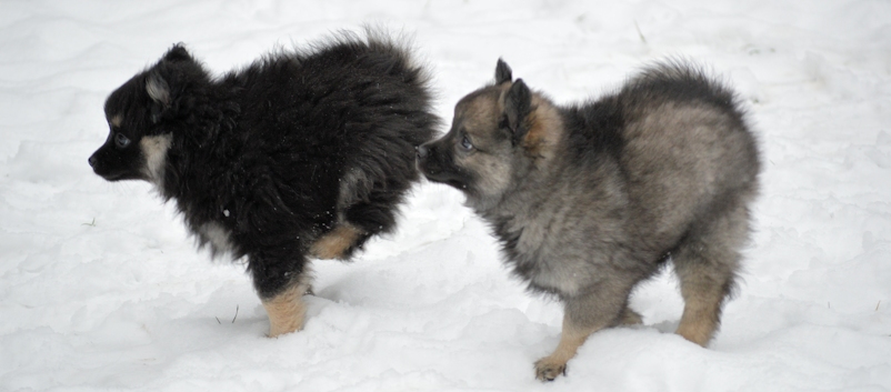 Mittelspitzwelpe - Tag 53 Maedels-- 03