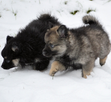 Mittelspitzwelpe - Tag 53 Maedels-- 04