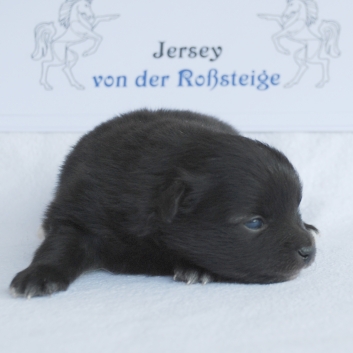 Mittelspitzwelpe Jersey von der Rosteige 2 Wochen