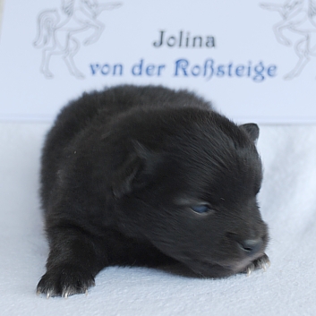 Mittelspitzwelpe Jolina von der Rosteige 2 Wochen