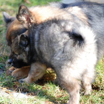 Mittelspitzwelpe Lilly von der Rosteige mit 8 und einer halben Woche 04