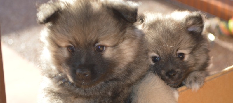 Mittelspitzwelpe Quarto und Quincy von der Rosteige mit 7 einhalb Wochen - 02