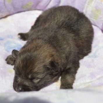 Mittelspitzwelpe Zoey von der Rosteige mit 3 Wochen - 01