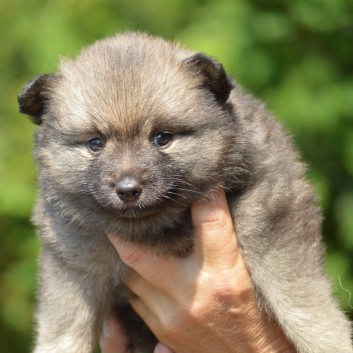 Mittelspitzwelpe Zoey von der Rosteige mit 5 Wochen