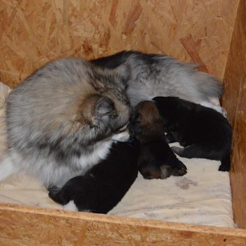 Mittelspitzwelpen A2 - 16 Tage alt