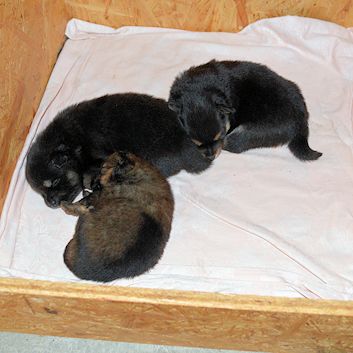 Mittelspitzwelpen A2 - 18 Tage alt