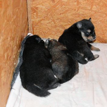 Mittelspitzwelpen A2 - 20 Tage alt