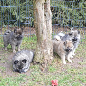 Mittelspitzwelpen O-Wurf von der Rosteige mit 9 Wochen 03