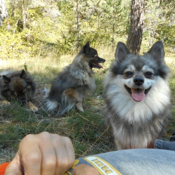 Picknick mit den Mittelspitzen von der Rosteige 2015 - 01