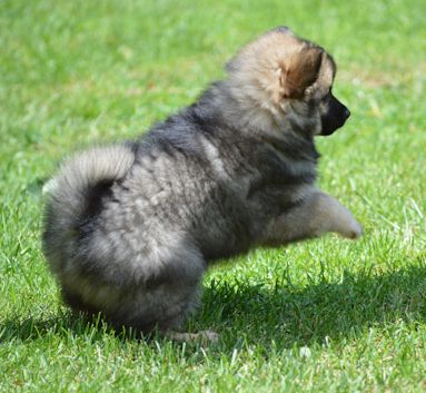 Spitz Crisby - 2020-06-28-03