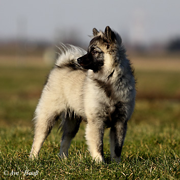 Taris_Rhein_01-2012-02-01