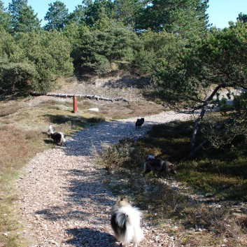 Urlaub am Vejers Strand in Dnemark mit den Mittelspitzen von der Rosteige 03