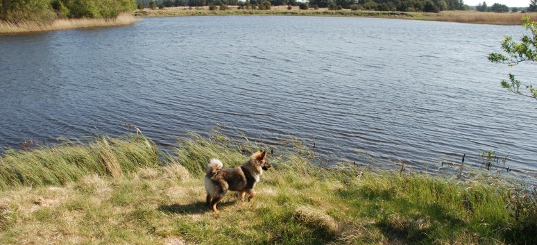 Urlaub am Vejers Strand in Dnemark mit den Mittelspitzen von der Rosteige 06