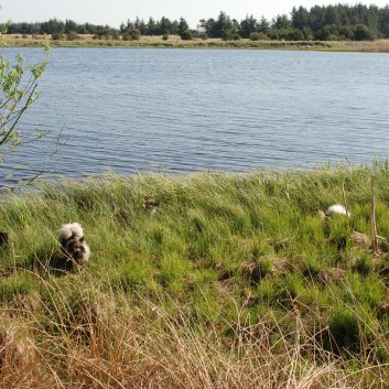 Urlaub am Vejers Strand in Dnemark mit den Mittelspitzen von der Rosteige 07