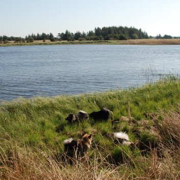 Urlaub am Vejers Strand in Dnemark mit den Mittelspitzen von der Rosteige 08