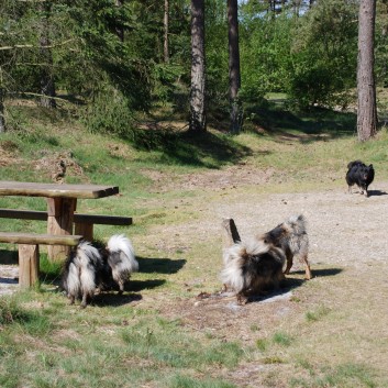 Urlaub am Vejers Strand in Dnemark mit den Mittelspitzen von der Rosteige 12