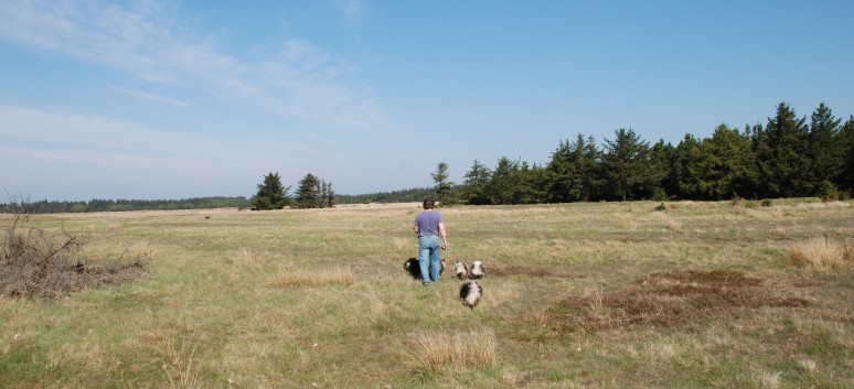 Urlaub am Vejers Strand in Dnemark mit den Mittelspitzen von der Rosteige 13