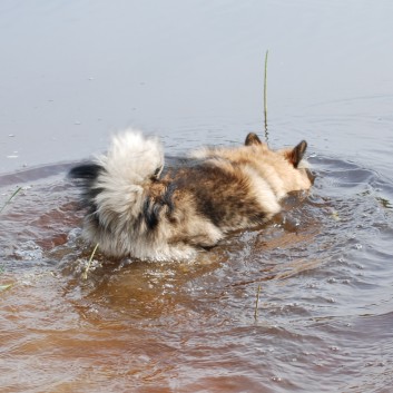 Urlaub am Vejers Strand in Dnemark mit den Mittelspitzen von der Rosteige 19