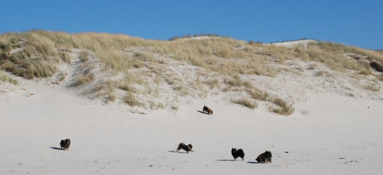 Vejers Strand in Dnemark mit den Mittelspitzen von der Rosteige 21