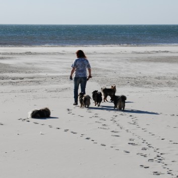 Vejers Strand in Dnemark mit den Mittelspitzen von der Rosteige 29