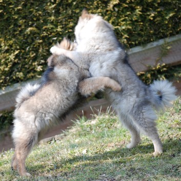 Welpenspielstunde Mittelspitze Kikki und Kobold von der Rosteige mit Spitzfamilie - 32