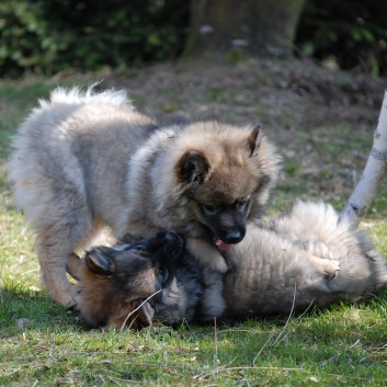 Welpenspielstunde Mittelspitze Kikki und Kobold von der Rosteige mit Spitzfamilie - 35