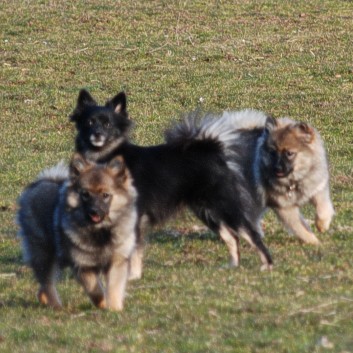 Welpenspielstunde Mittelspitze Kikki und Kobold von der Rosteige mit Spitzfamilie - 40